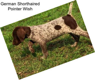 German Shorthaired Pointer Wish