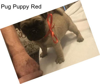Pug Puppy Red