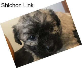 Shichon Link