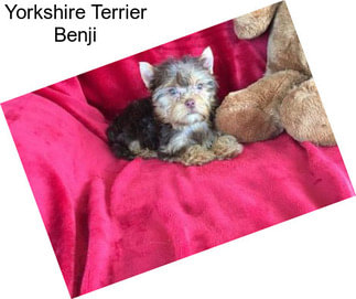 Yorkshire Terrier Benji