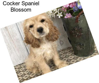 Cocker Spaniel Blossom