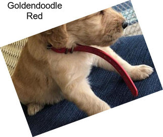 Goldendoodle Red