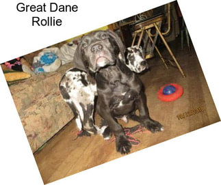 Great Dane Rollie
