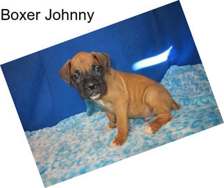 Boxer Johnny