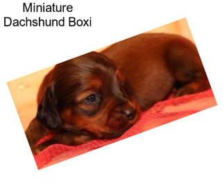 Miniature Dachshund Boxi