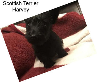 Scottish Terrier Harvey