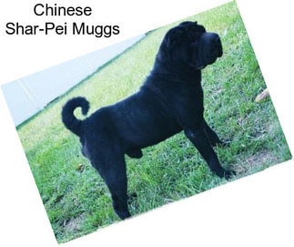 Chinese Shar-Pei Muggs