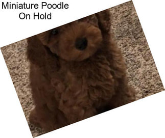Miniature Poodle On Hold