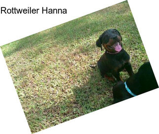 Rottweiler Hanna