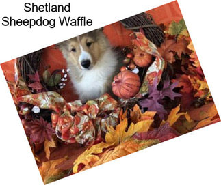 Shetland Sheepdog Waffle