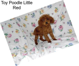 Toy Poodle Little Red
