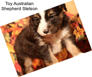 Toy Australian Shepherd Stetson