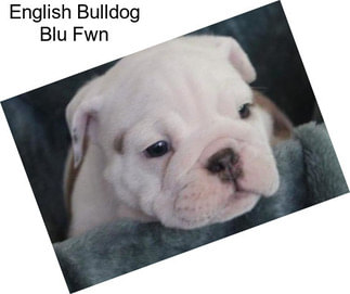 English Bulldog Blu Fwn