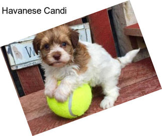 Havanese Candi