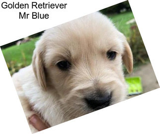 Golden Retriever Mr Blue
