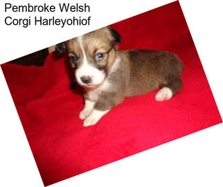 Pembroke Welsh Corgi Harleyohiof