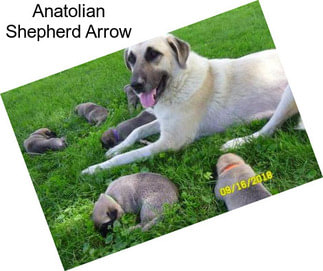 Anatolian Shepherd Arrow