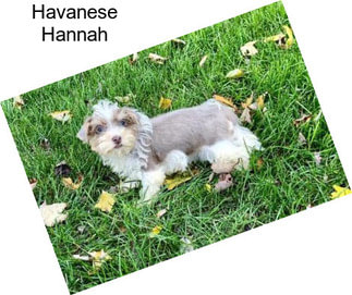 Havanese Hannah