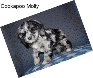 Cockapoo Molly