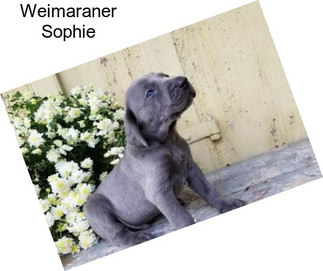 Weimaraner Sophie