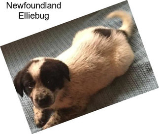 Newfoundland Elliebug