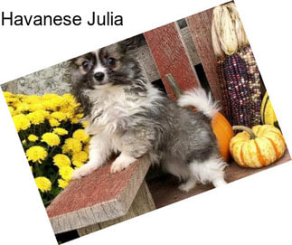 Havanese Julia