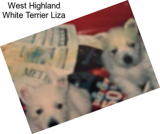 West Highland White Terrier Liza