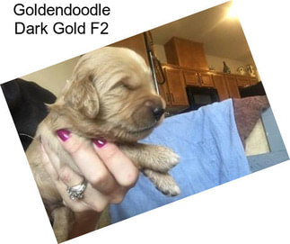 Goldendoodle Dark Gold F2