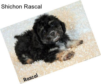 Shichon Rascal