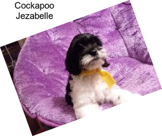 Cockapoo Jezabelle