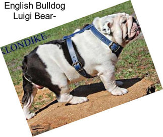 English Bulldog Luigi Bear-