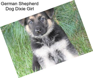 German Shepherd Dog Dixie Girl