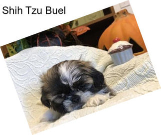 Shih Tzu Buel