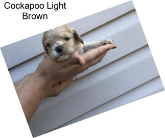 Cockapoo Light Brown