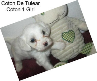 Coton De Tulear Coton 1 Girl