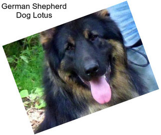 German Shepherd Dog Lotus