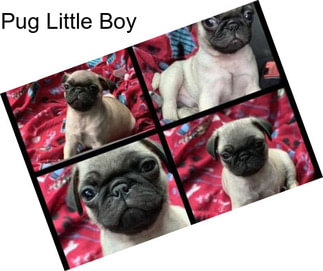 Pug Little Boy