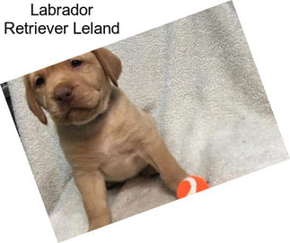 Labrador Retriever Leland