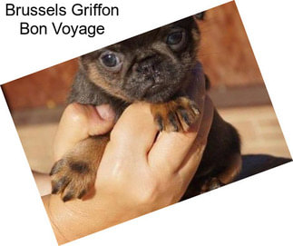 Brussels Griffon Bon Voyage