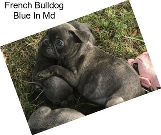 French Bulldog Blue In Md