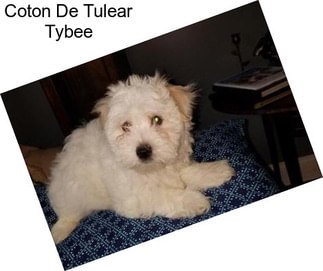 Coton De Tulear Tybee