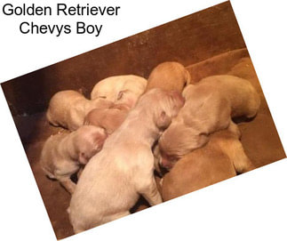 Golden Retriever Chevys Boy
