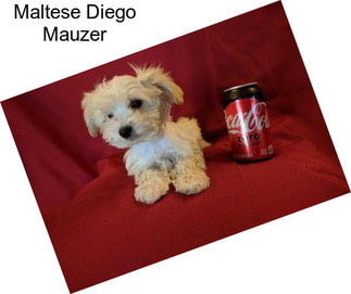 Maltese Diego Mauzer