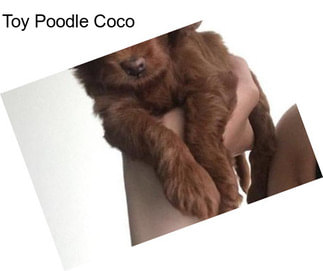 Toy Poodle Coco