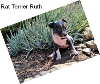 Rat Terrier Ruth