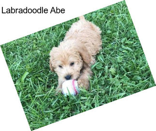 Labradoodle Abe