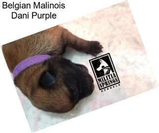 Belgian Malinois Dani Purple