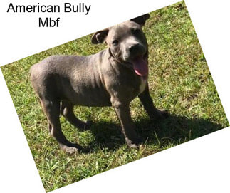 American Bully Mbf