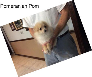 Pomeranian Pom