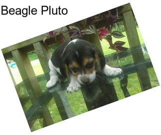 Beagle Pluto